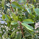Prunus lus. 'Angustifolia' (Portuguese Laurel) 40-60cm (3L)