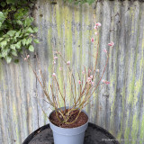 Salix gracilistyla 'Mount Aso' 10L