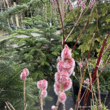 Salix gracilistyla 'Mount Aso' 2L