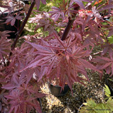 Acer palm. 'Skeeters Broom' (p19)