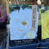 Paeonia suffruticosa - various colours (Tree peony)