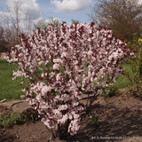 Prunus x cistena (Purple-leaf Sand Cherry) 80cm stem (5L)