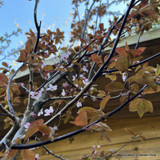 Prunus cerasifera 'Nigra' 80cm stem (5L)