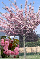 Prunus serrulata 'Kanzan' 10/12cm (45L)