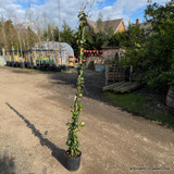 Trachelospermum jasminoides (Star Jasmine) 210cm on cane (7L)