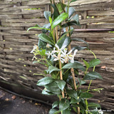 Trachelospermum jasminoides (Star Jasmine) 210cm on cane (7L)