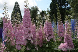 Delphinium Mix