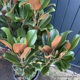 Magnolia gran. 'Goliath' bush (20L)