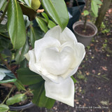Magnolia gran. 'Goliath' bush (20L)