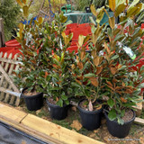 Magnolia gran. 'Goliath' bush (20L)