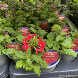 Basket Plants 9cm/10.5cm