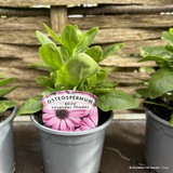 Osteospermum (Mixed)