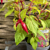 Hardy fuchsia - mixed varieties