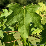 Liquidambar styr. 'Lane Roberts' (Sweet Gum) 10/12cm