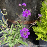 Verbena rigida 1.5L