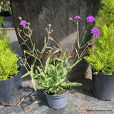 Verbena rigida 1.5L
