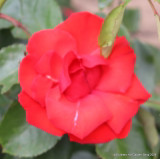 Dublin Bay - Climbing Rose
