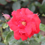 Dublin Bay - Climbing Rose