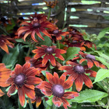 Rudbeckia hirta 'Autumn Colours' 3ltr pot