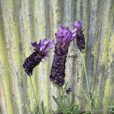 Lavender stoechas 'Javelin Forte' mix