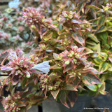 Abelia grandiflora (mixed varieties) - 3L