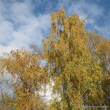 Betula pendula (Silver Birch) 90-120cm bareroot