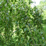 Betula pendula (Silver Birch) 90-120cm bareroot