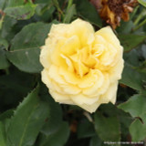 You Are My Sunshine - Hybrid Tea Rose
