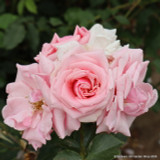 Pretty Polly - Patio Rose
