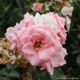 Pretty Polly - Patio Rose