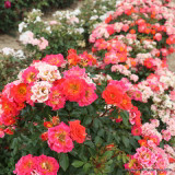 Rainbow Magic - Patio Rose