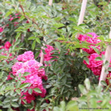 'Excelsa' - Rambling Rose