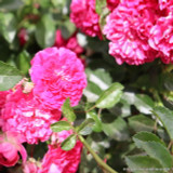 'Excelsa' - Rambling Rose