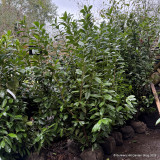 PALLET DEAL 15 x Prunus laur. 'Novita' 150-175cm rootball