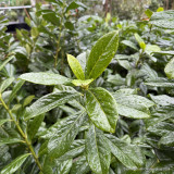 PALLET DEAL 12 x Prunus laur. 'Novita' 175-200cm rootball