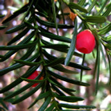 PALLET DEAL 15 x Taxus baccata (Yew) 125-150cm rootball