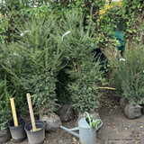 PALLET DEAL 12 x Taxus baccata (Yew) 150-175cm rootball