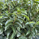 PALLET DEAL 15  x Prunus lus. 'Angustifolia' (Portuguese Laurel) 100-125cm rootball