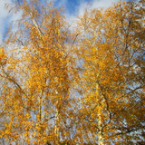 10 x Betula pendula (Silver Birch) 60-90cm bareroot
