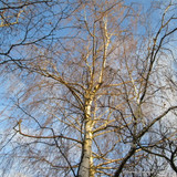 10 x Betula pendula (Silver Birch) 60-90cm bareroot