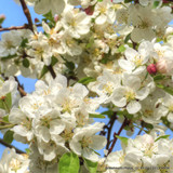 Pleached tree - Malus 'Evereste' (Crabapple)' 1.8m stem (10/12cm girth)