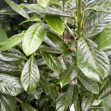 Prunus laur. 'Novita' 200-225cm (77L)