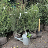Taxus baccata (Yew) 80-100cm rootball