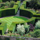 Taxus baccata (Yew) 125-150cm rootball