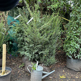 Taxus baccata (Yew) 125-150cm rootball