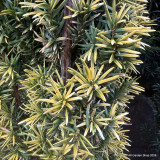 Taxus baccata 'Fastigiata Aurea' (Golden Irish Yew) 80-100cm Rootball
