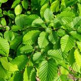 Carpinus betulus (Hornbeam) 60-90cm bare root - Single Plant
