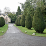 Taxus baccata (Yew) 40-60cm bare root - Single Plant