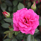 Gloriana - Climbing Rose