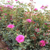 Gloriana - Climbing Rose